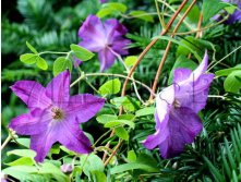 Clematis hybriden Solina Клематис гибридный Солина 3 (сильная) 2 ltr &#8364; 6,04 453,21р..jpg