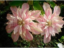 Clematis hybriden Innocent Blush Клематис гибридный Инносент Блаш 2 (слабая) 2 ltr &#8364; 6,57 492,58р..jpg