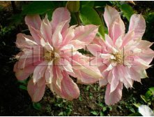 Clematis hybriden Innocent Blush     2 () 2 ltr &#8364; 6,57 492,58..jpg