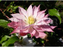 Clematis hybriden Violet Elizabeth Клематис гибридный Вайолет Элизабет 2 (слабая) 2 ltr &#8364; 6,04 453,21р..jpg