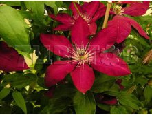 Clematis hybriden Solidarnosc Клематис гибридный Солидарность 2 (слабая) 2 ltr &#8364; 6,04 453,21р..jpg