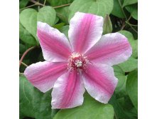 Clematis hybriden Carnaby Клематис гибридный Карнаби 2 (слабая) 2 ltr &#8364; 6,04 453,21р..jpg