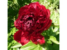 Paeonia lactiflora Red Пион молочноцветковый Ред &#8364; 2,08 151,84руб..jpg