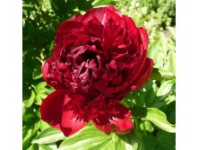 Paeonia lactiflora Red    &#8364; 2,08 151,84..jpg