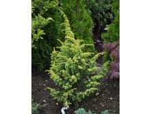 97,2.  Juniperus communis Schneverdingen Goldmachangel.jpg