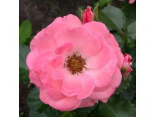 Rosa floribunda Rosali 83.jpg