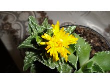   (Faucaria tigrina)-