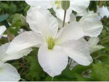 Clematis hybriden John Huxtable Клематис гибридный Джон Хакстейбл 3 (сильная) 2 ltr &#8364; 6,04 453,21р..jpg