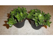    Crassula Springtime -