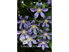 Clematis integrifolia Juuli Клематис цельнолистный Юули 3 (сильная) 2 ltr &#8364; 6,04 453,21р..jpg