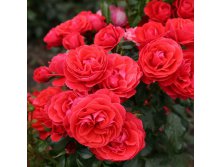 Rosa floribunda Cherry Girl.jpg