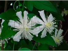 Clematis fargesioides G.Paul Farges Клематис виноградолистный Поль Фаргез 2-3 (средняя) 2 ltr &#8364; 6,04 453,21р..jpg