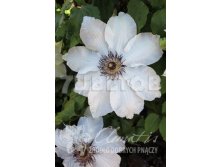 Clematis hybriden Anna Karolina Клематис гибридный Анна Каролина 2 (слабая) 2 ltr &#8364; 6,04 453,21р..jpg