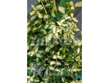 Euonymus fortunei Interbolwi    2 ltr &#8364; 3,91 293,46..jpg