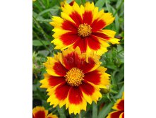 Coreopsis Li'l Banga Enchanted EveКореопсис Банга Энчентед Ив&#8364; 1,81 132,13 &#8381;.jpg