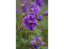 Geranium himalayense Plenum Герань гималайская Пленум &#8364; 1,18 86,14руб..jpg