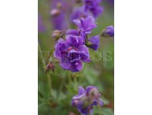 Geranium himalayense Plenum    &#8364; 1,18 86,14..jpg