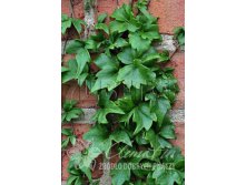 Parthenocissus tricuspidata Lowii     2 ltr &#8364; 6,42 481,33..jpg