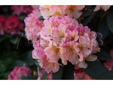 Rhododendron yakushimanum Percy Wiseman     -22C 15 ltr 30-40 &#8364; 42,96 3 221,97..jpg