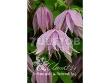 Clematis alpina Pink Dream Клематис альпийский Пинк Дрим 1 (без обрезки) 2 ltr &#8364; 6,57 492,58р..jpg