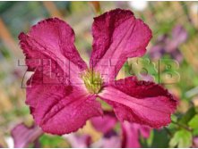 Clematis viticella Sodertalje Клематис фиолетовый Cедертелье 3 (сильная) 2 ltr &#8364; 6,04 453,21р..jpg