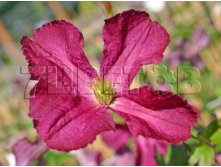 Clematis viticella Sodertalje   C 3 () 2 ltr &#8364; 6,04 453,21..jpg