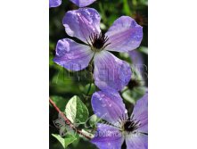Clematis hybriden Morning Sky Клематис гибридный Монин Скай 3 (сильная) 2 ltr &#8364; 6,57 492,58р..jpg