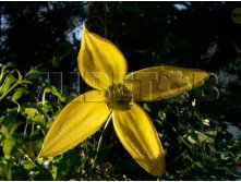 Clematis tangutica Aureolin Клематис тангутский Ореолин 3-2 (скорее сильная) 2 ltr &#8364; 6,04 453,21р..jpg