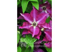 Clematis hybriden Viva Polonia Клематис гибридный Вива Полони 2 (слабая) 2 ltr &#8364; 6,57 492,58р..jpg