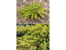 181,7.  Juniperus procumbens Kishiogima.jpg