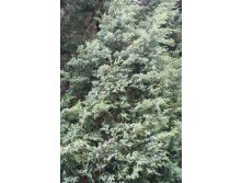 81,4.  Juniperus squamata Blue Alps.jpg