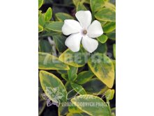 Vinca minor Alba Variegata     2 ltr &#8364; 3,91 293,46..jpg