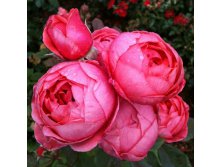 Rosa floribunda Gartenprinzessin Marie-Jos&#233;.jpg