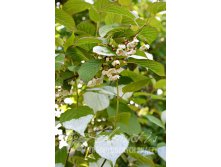 Actinidia-kolomikta-Vitakola 