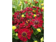 Helenium Hot Lava Гелениум Хот Лава &#8364; 0,89 64,97руб..jpg