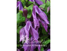 Clematis integrifolia Pamiat Serdtsa     3 () 2 ltr &#8364; 6,04 453,21..jpg