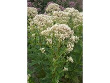 Eupatorium purpurea Snow Ball Посконник пурпурный Сноу Болл &#8364; 1,91 139,43руб..jpg