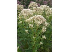 Eupatorium purpurea Snow Ball     &#8364; 1,91 139,43..jpg