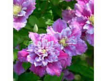 Clematis hybriden Piilu Клематис гибридный Пиилу 2 (слабая) 2 ltr &#8364; 6,04 453,21р..jpg