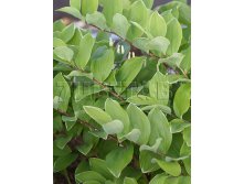 Polygonatum falcatum Variegatum Купена серповидная Вариегатум &#8364; 0,94 68,62руб..jpg