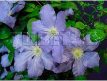 Clematis hybriden Vistula Клематис гибридный Вистула 3 (сильная) 2 ltr &#8364; 6,04 453,21р..jpg