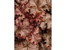 Heuchera Carnival Peach Parfait Гейхера Карнавал Пич Парфет &#8364; 2,19 159,87руб..jpg
