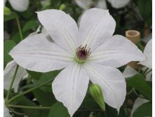 Clematis hybriden Fuju-No-Tabi Клематис гибридный Фуджи-Но-Таби 2 (слабая) 2 ltr &#8364; 6,04 453,21р..jpg