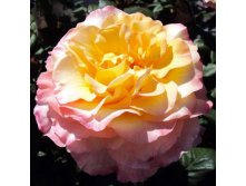 Rosa tea hybrid Aquarell.jpg