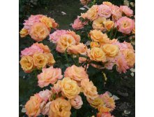 Rosa floribunda Lusatia.jpg