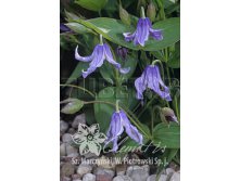 Clematis integrifolia Olgae Клематис цельнолистный Ольга 3 (сильная) 2 ltr &#8364; 6,04 453,21р..jpg