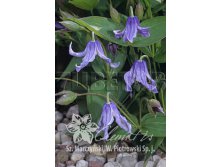 Clematis integrifolia Olgae    3 () 2 ltr &#8364; 6,04 453,21..jpg