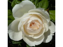 Rosa climbing Uetersener Klosterrose.jpg