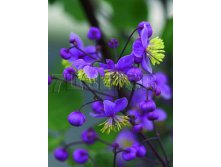 Thalictrum rochebrunianum Василистник рохебрунский &#8364; 1,00 73,00руб..jpg
