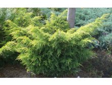 97,2.  Juniperus x pfitzeriana Saybrook Gold.jpg